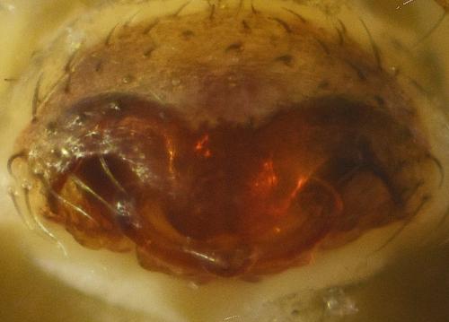 Microneta viaria